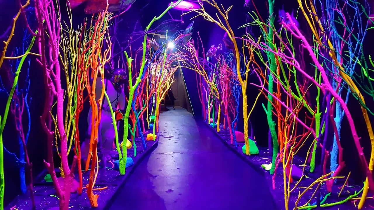Neon Branch Path in Meow Wolf, Santa Fe