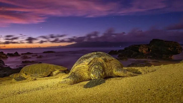 Maui Turtle-Surfing