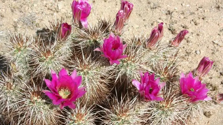 How Flowers Enhance Well-Being: Tips for Desert Locations